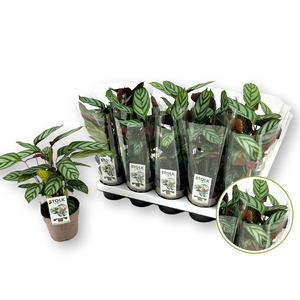 CTENANTHE COMPACTSTA