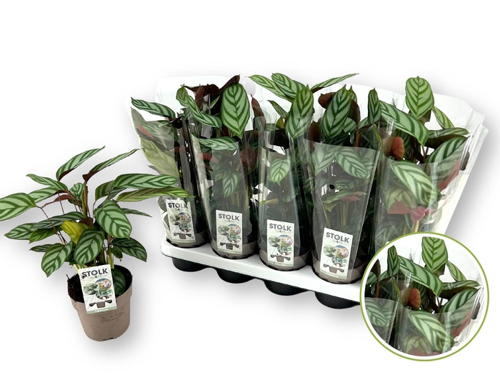 <h4>CTENANTHE COMPACTSTA</h4>