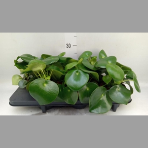 Peperomia polybotrya 'Raindrop'