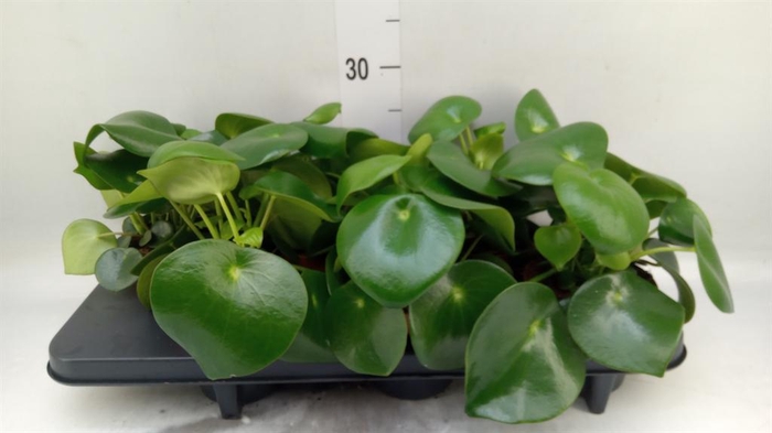 <h4>Peperomia polybotrya 'Raindrop'</h4>