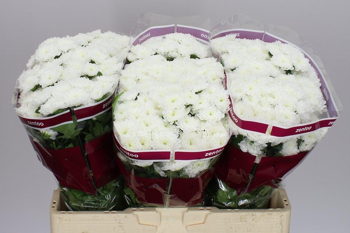 <h4>Sant Baykal</h4>