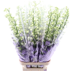 Delphinium Lavender Love