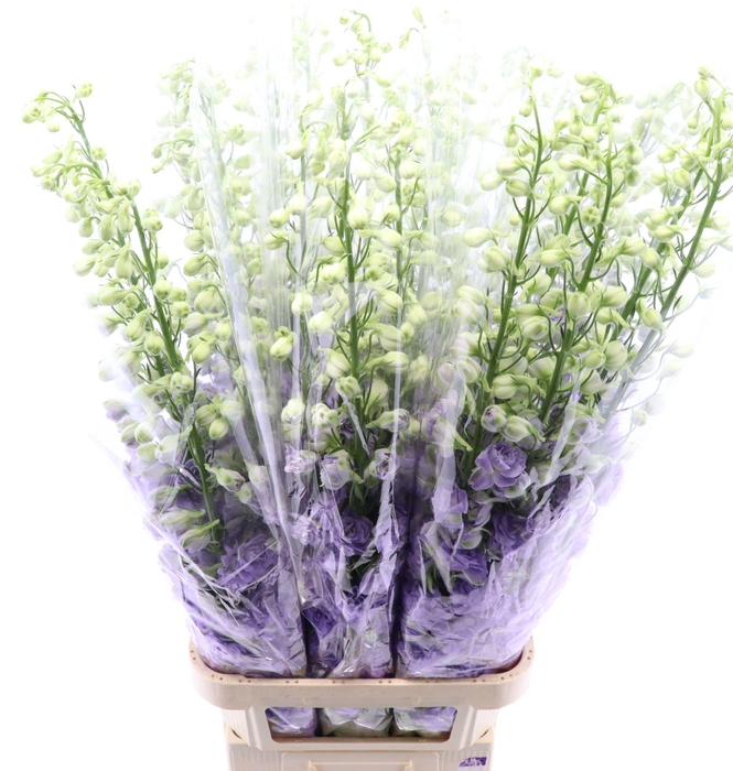 <h4>Delphinium Lavender Love</h4>