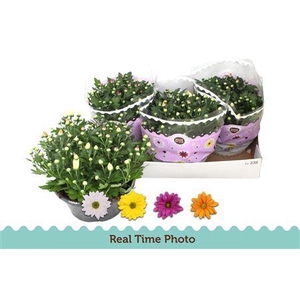 Chrysant Carnaval