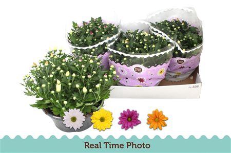 <h4>Chrysant Carnaval</h4>