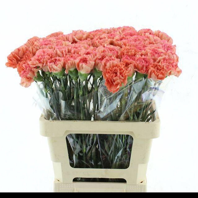 <h4>DI ST ATENEA ORANGE</h4>