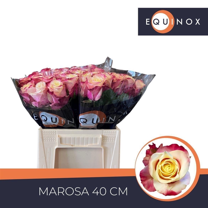 <h4>Rosa grootbloemig Marosa</h4>