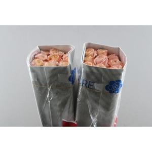 R Gr Shimmer Eca L 70