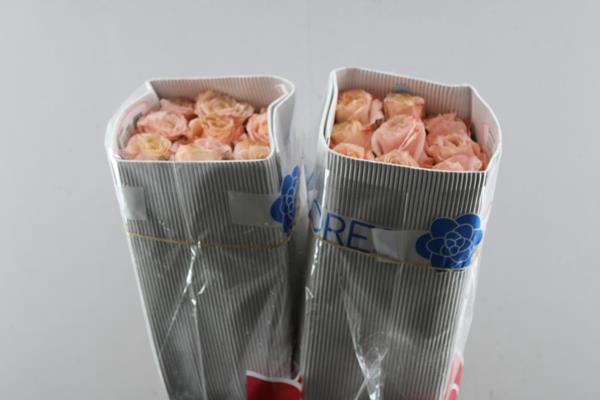 <h4>R Gr Shimmer Eca L 70</h4>