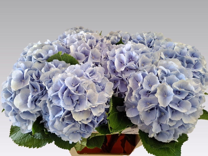 <h4>HORT VERENA BLUE HYDR M CH VERENA B</h4>