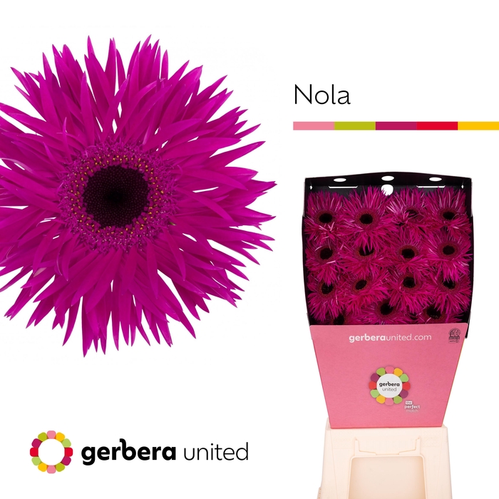 <h4>Gerbera Spider Nola Diamond per kaart</h4>