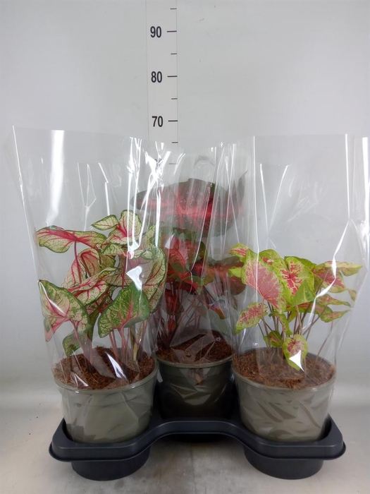 <h4>Caladium   ...mix</h4>