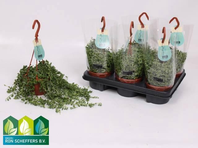 <h4>SENEC HERREIANUS</h4>