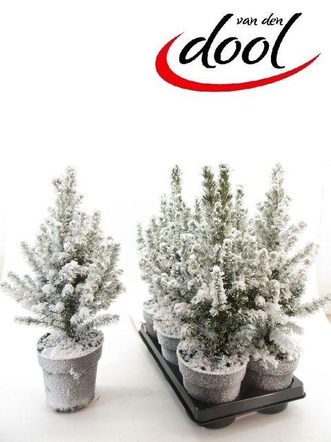 <h4>PICEA GL CONICA P15 SNOW</h4>