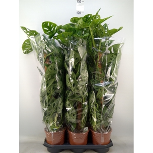 Monstera obliqua 'Monkey Mask'