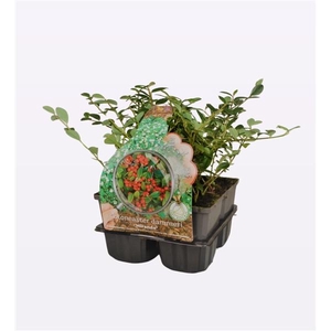 Cotoneaster dam. 'Miranda'