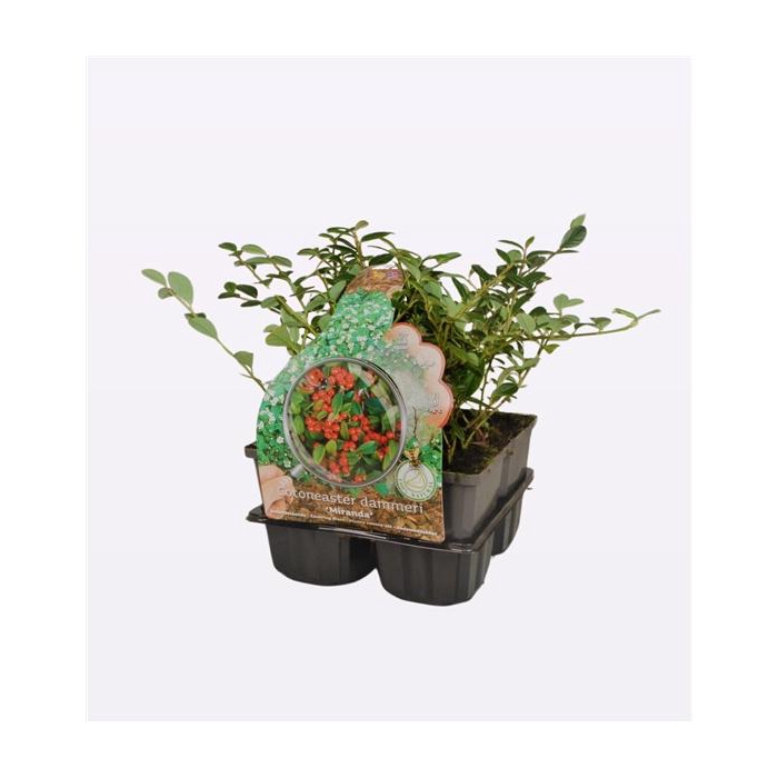 <h4>Cotoneaster dam. 'Miranda'</h4>