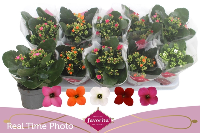 <h4>KAL EN GEM 5 KL</h4>