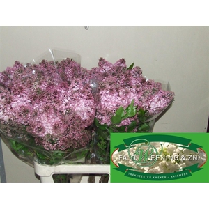 Syr Hy Maidens Blush