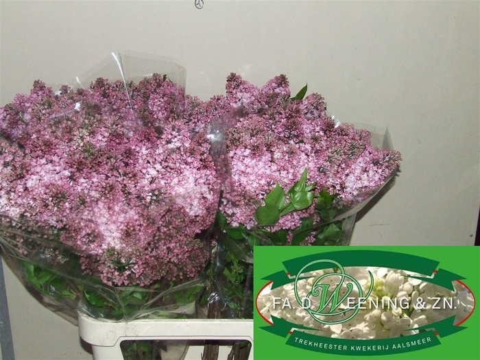 <h4>Syr Hy Maidens Blush</h4>