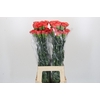 Dianthus St Arno