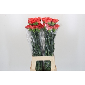 Dianthus St Arno