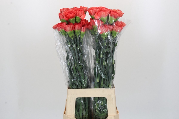 <h4>Dianthus St Arno</h4>