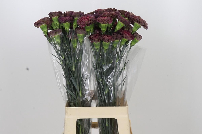<h4>Dianthus St Copper Extasis</h4>