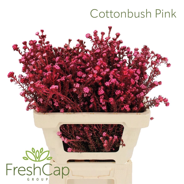 Cottonbush Pink