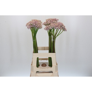 Allium Silverspring