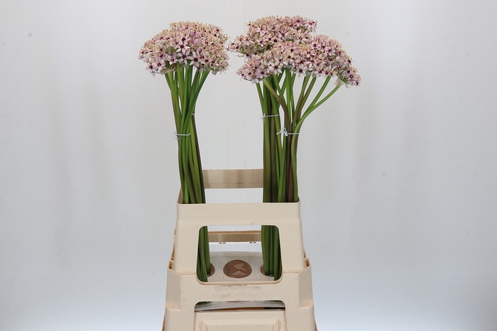 <h4>Allium Silverspring</h4>
