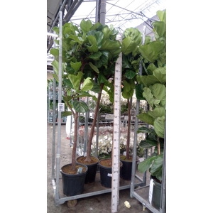 Ficus lyrata