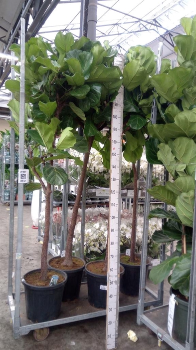 <h4>Ficus lyrata</h4>