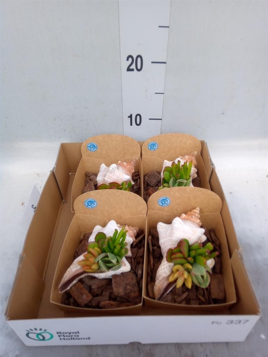 <h4>Planten  ..in schelp L%</h4>