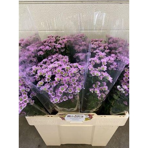 Chr S Mad Tanga Pink