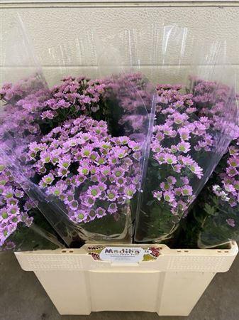 <h4>Chr S Mad Tanga Pink</h4>