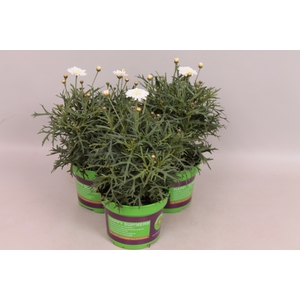 Argyranthemum molimba M White