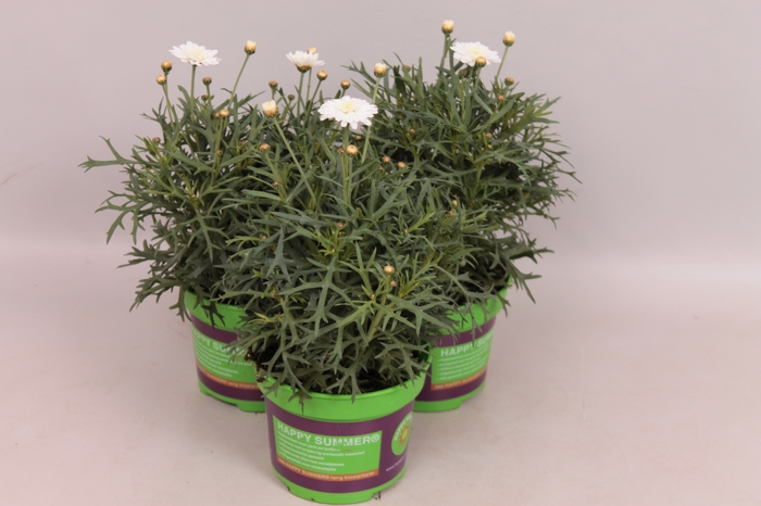 <h4>Argyranthemum molimba M White</h4>