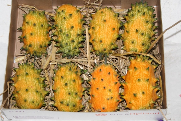 Sier Cucumis Kiwano Orange Hol P Box