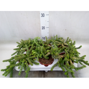 Crassula marnieriana