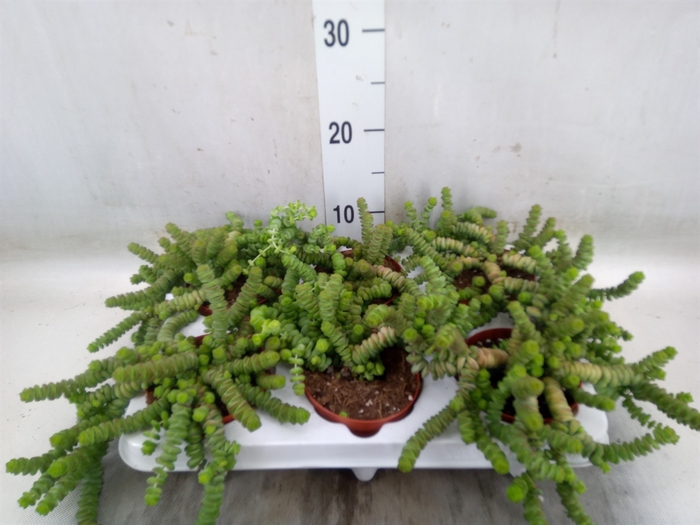 <h4>Crassula marnieriana</h4>