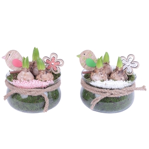 Bulbs Arr. Hyacint Glass Bowl with Rope Ø16cm 3PP