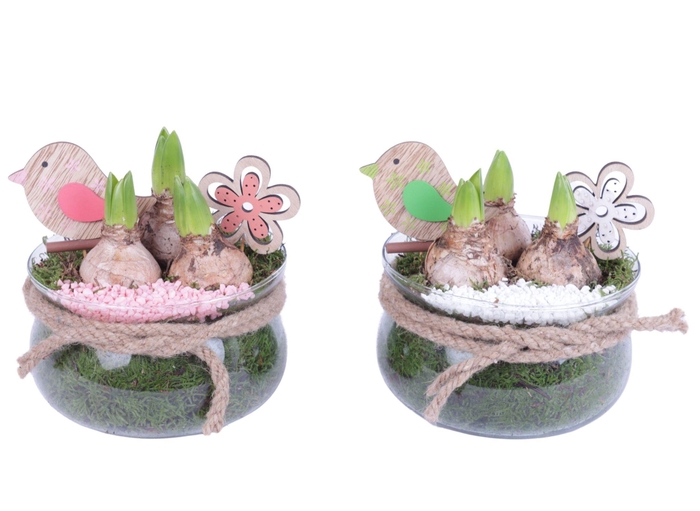 <h4>Bulbs Arr. Hyacint Glass Bowl with Rope Ø16cm 3PP</h4>