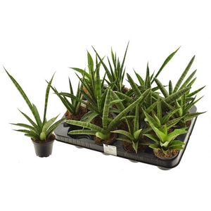 Sansevieria 7Ø 15cm