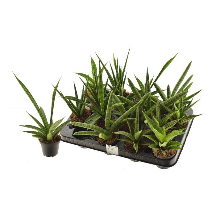 <h4>Sansevieria 7Ø 15cm</h4>