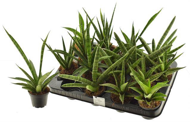 Sansevieria 7Ø 15cm