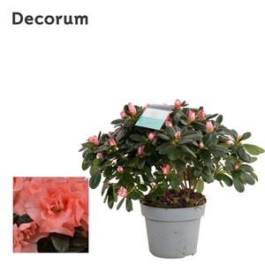 Azalea 14 cm Zalm - Decorum