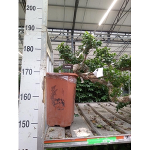 Ficus microcarpa 'Ginseng'