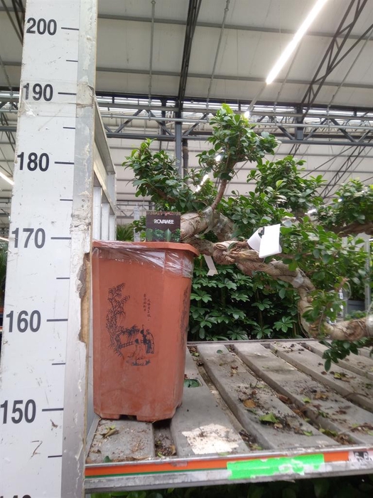 <h4>Ficus microcarpa 'Ginseng'</h4>