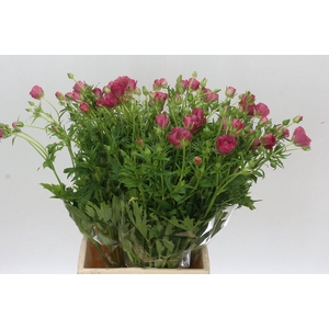 Ranunculus Butterfly Lycia